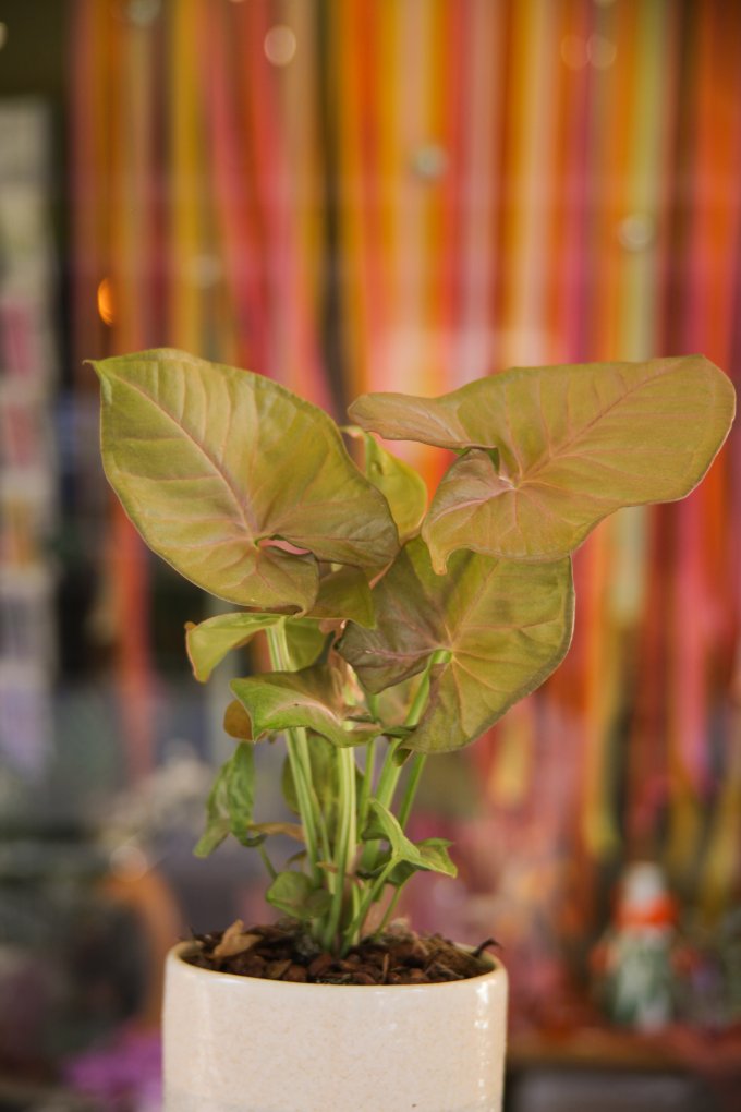 Jungle urbaine photo 2